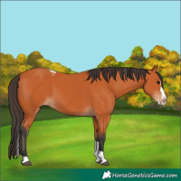 Horse Color:Bay Splash Tobiano