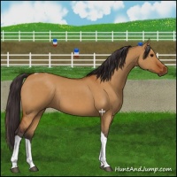 Horse Color:Buckskin Dun Tobiano