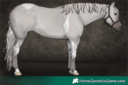 Horse Color:Platinum Chocolate Palomino Dun Tobiano