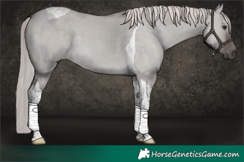 Horse Color:Platinum Chocolate Palomino Dun Tobiano 