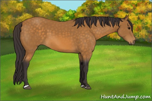Horse Color:Buckskin