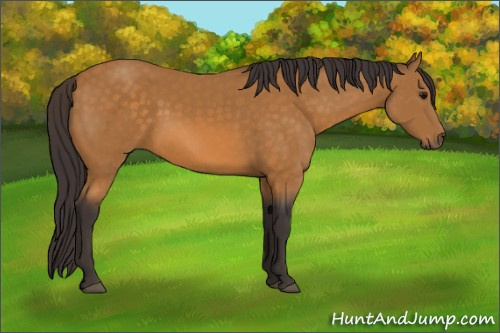 Horse Color:Buckskin