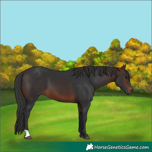 Horse Color:Brown 