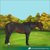 Horse Color:Brown 
