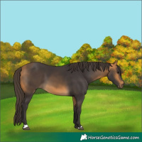 Horse Color:Buckskin 