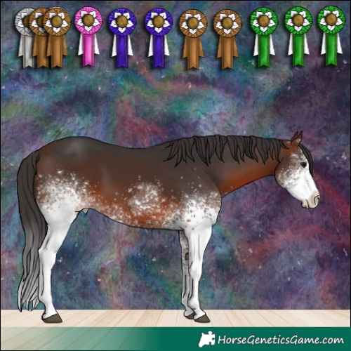 Horse Color:White Spotted Brown 