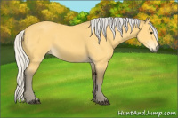 Horse Color:Silver Buckskin 
