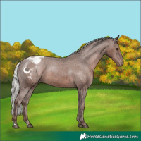 Horse Color:Silver Black Sabino Snowcap 