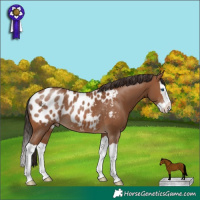 Horse Color:Bay Splash Appaloosa Rabicano 