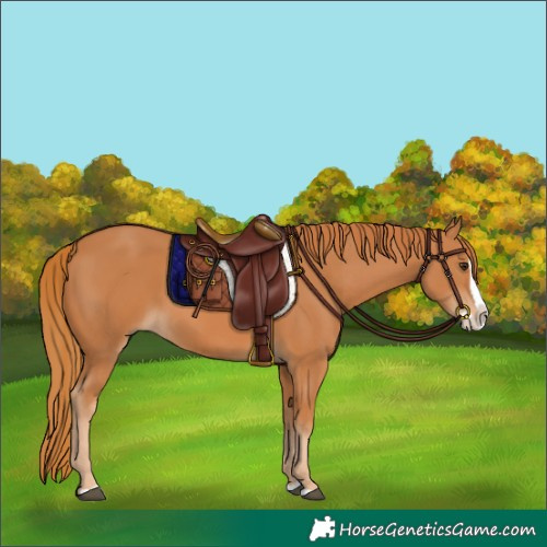 Horse Color:Chestnut Splash
