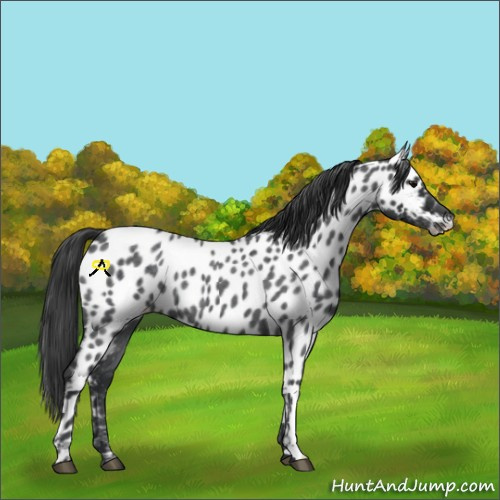 Horse Color:Blue Roan Appaloosa 