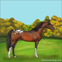 Horse Color:Bay Blanket 