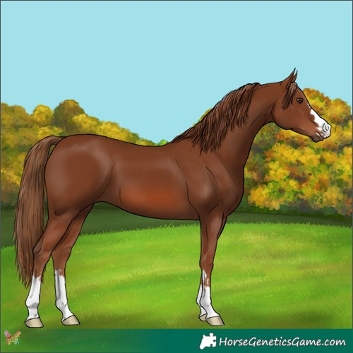 Horse Color:Chestnut 