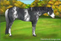 Horse Color:White Spotted Black 