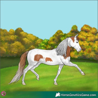 Horse Color:Chestnut Splash Tobiano