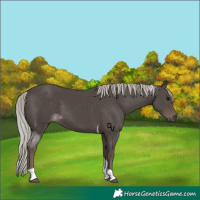 Horse Color:Silver Black Tobiano