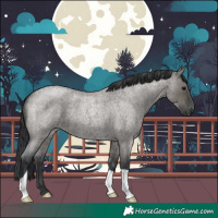Horse Color:Grullo Roan 