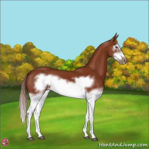 Horse Color:Chestnut Splash Frame 