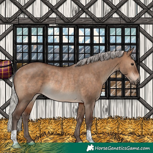 Horse Color:Silver Brown Dun Rabicano