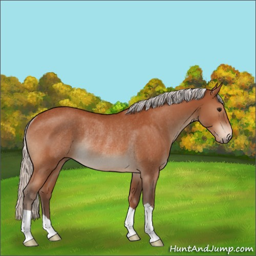 Horse Color:Silver Bay Rabicano 