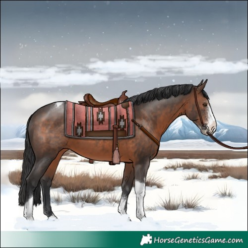 Horse Color:Brown Sabino Tobiano 