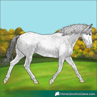 Horse Color:Black Sabino Rabicano 