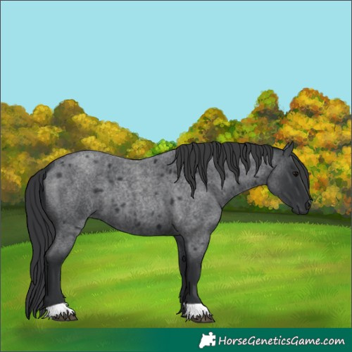 Horse Color:Blue Roan 
