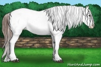 Horse Color:White Spotted Grullo Varnish Rabicano 