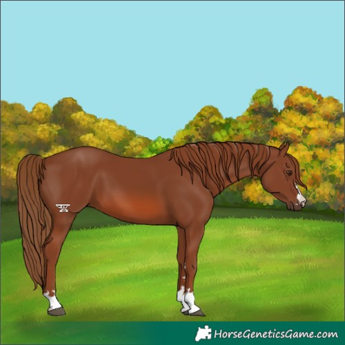 Horse Color:Chestnut 