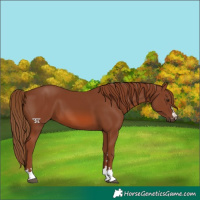 Horse Color:Chestnut 