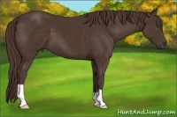 Horse Color:Liver Chestnut Frame 