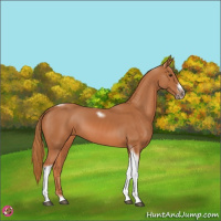 Horse Color:Chestnut Tobiano Frame