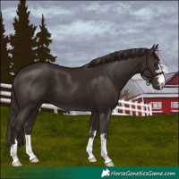 Horse Color:Liver Chestnut 
