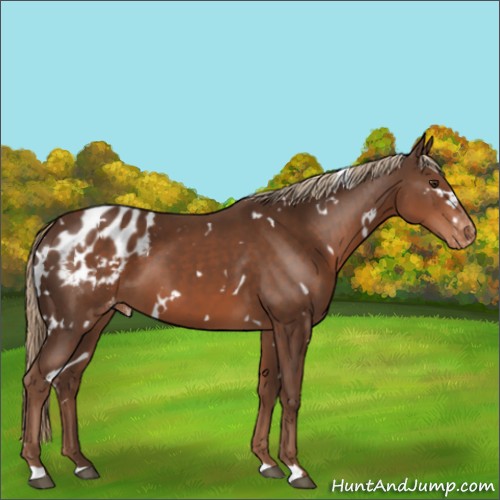 Horse Color:White Spotted Liver Chestnut Appaloosa 
