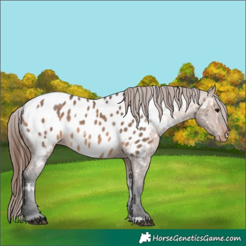Horse Color:White Spotted Bay Dun Appaloosa 