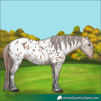 Horse Color:White Spotted Bay Dun Appaloosa
