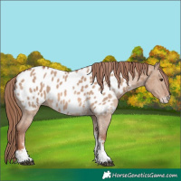 Horse Color:Red Dun Sabino Appaloosa