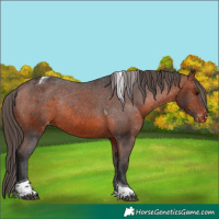 Horse Color:Bay Tobiano Varnish Rabicano 