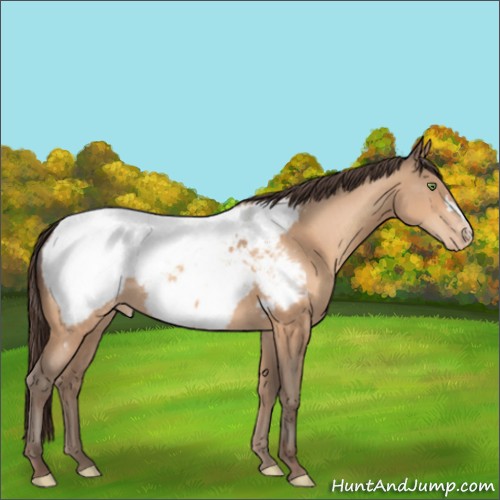 Horse Color:Amber Champagne Appaloosa 