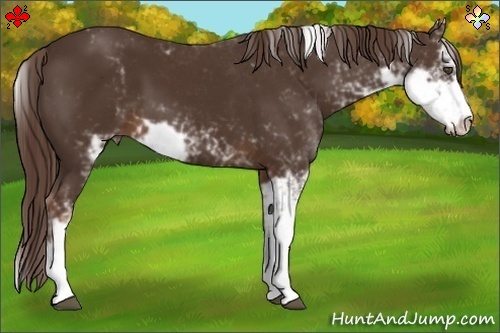 Horse Color:Liver Chestnut Sabino 