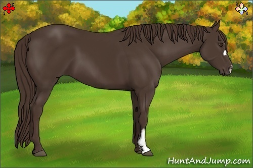 Horse Color:Liver Chestnut Frame