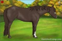 Horse Color:Liver Chestnut Frame 