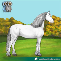 Horse Color:Buckskin Snowcap