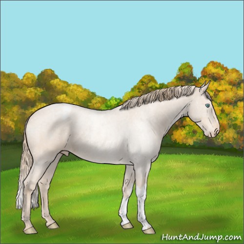 Horse Color:Perlino Appaloosa 