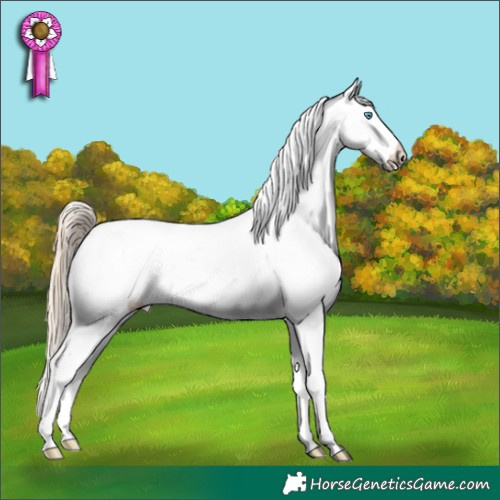 Horse Color:Perlino Appaloosa 