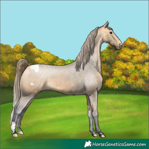 Horse Color:Buckskin Appaloosa