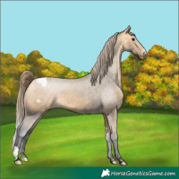 Horse Color:Buckskin Snowcap 