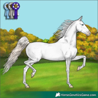Horse Color:Perlino Appaloosa