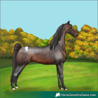 Horse Color:Brown Snowcap 