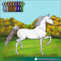 Horse Color:Bay Snowcap 